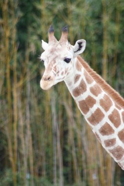 portre fotoğrafını bir zürafa (zürafa zürafa) 