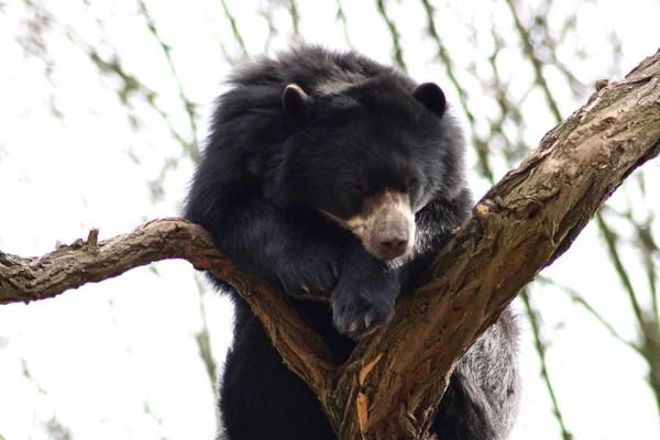 Urso Espetacular Tremarctos Ornatus Sentado Uma Árvore — Fotografia de Stock