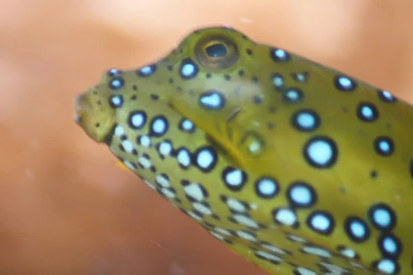 Retrato Boxfish Amarelo Marrom Cubículo Ostracion — Fotografia de Stock
