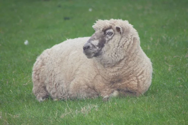 Mouton Couché Sur Une Pelouse Verte Luxuriante — Photo