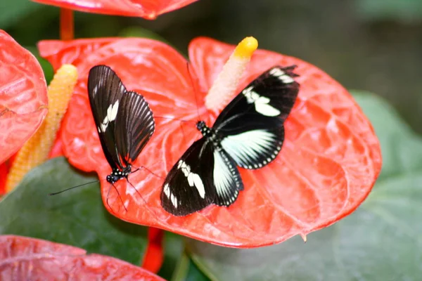 Een Heel Mooie Kleurrijke Vlinder — Stockfoto