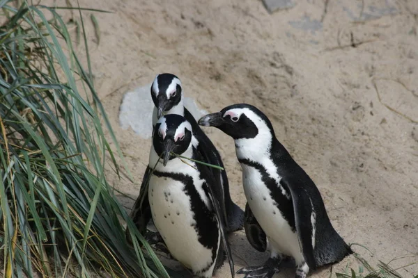 Eine Gruppe Humboldt Pinguine Spheniscus Humboldti — Stockfoto