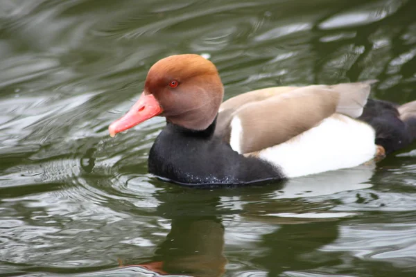 Manlig Rödhuvad Dykand Netta Rufina Vatten — Stockfoto