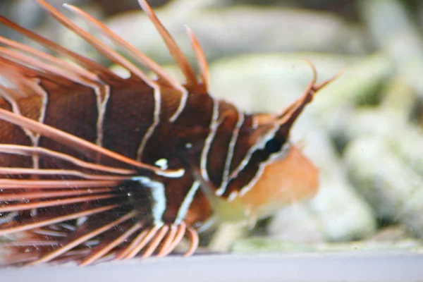 Single Antenna Lionfish Pterois Antennata — Stock Photo, Image