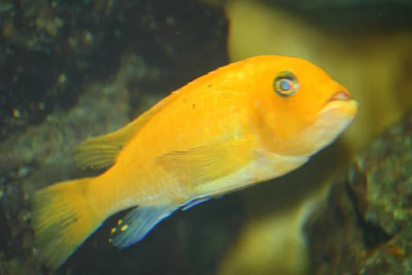 Jeden Pielęgnic Żółty Labidochromis Caeruleus — Zdjęcie stockowe