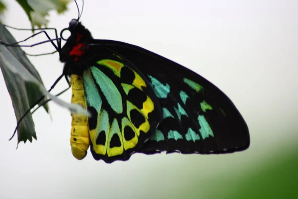 Een Heel Mooie Kleurrijke Vlinder — Stockfoto