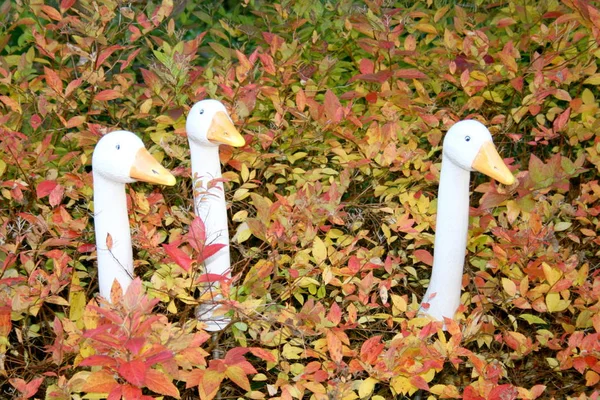 Een Portret Van Een Witte Gans — Stockfoto