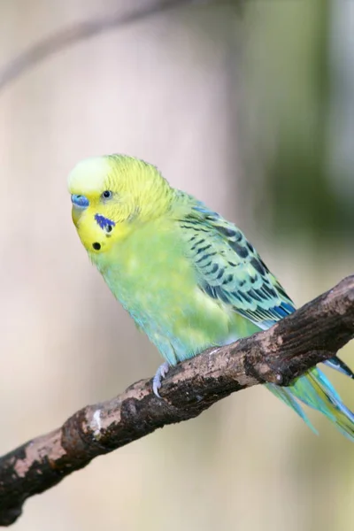 Budgerigar Melopsittacus Undulatus Piccolo Pappagallo Presente Australia — Foto Stock