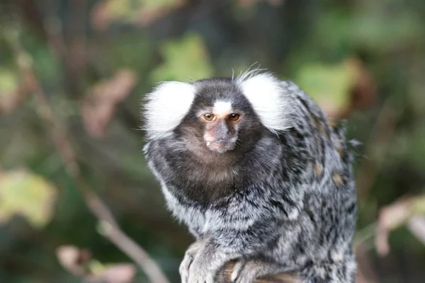 Ortak Marmoset (Callithrix jacchus), küçük bir primat--dan mangal
