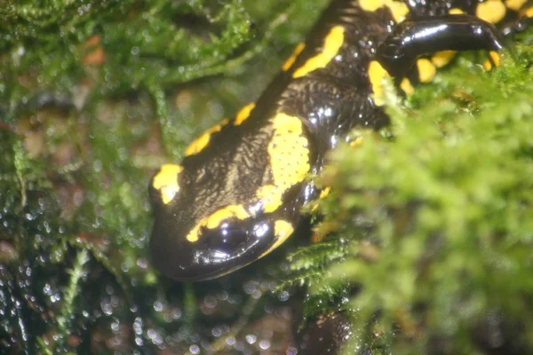 Kısmi Bir Yangın Semender Salamandra Salamandra Görünümünü — Stok fotoğraf