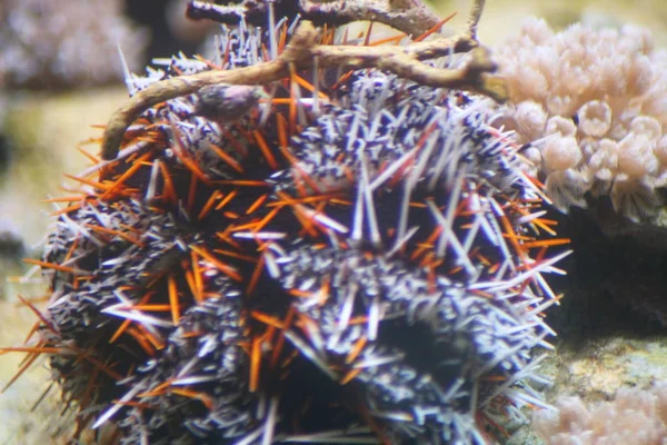 Ein Schöner Bunter Seeigel Echinoidea — Stockfoto