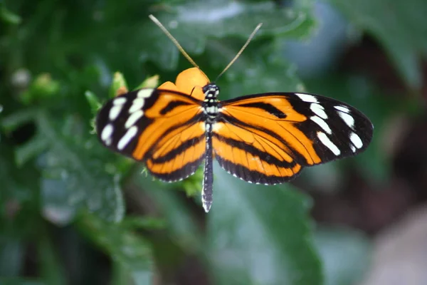 Ein Sehr Schöner Bunter Schmetterling — Stockfoto