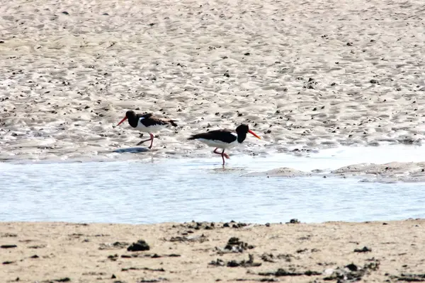 Dos Ostreros Haematopus Ostralegus Busca Alimento —  Fotos de Stock