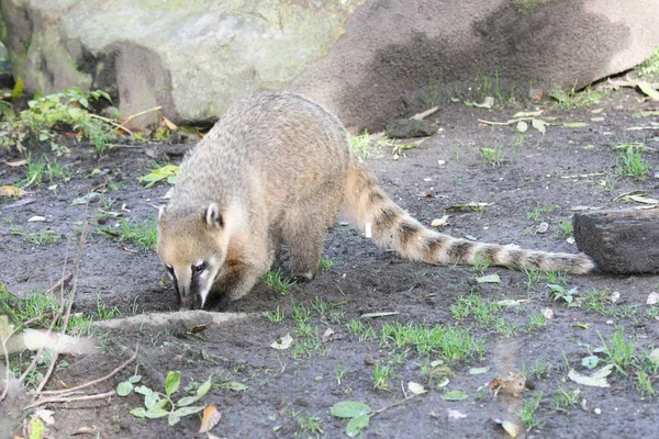 南米の捕食者であるコアティ ナスア — ストック写真