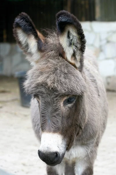 Portrait Shot Grey Donkey White Mouth — Stock Photo, Image