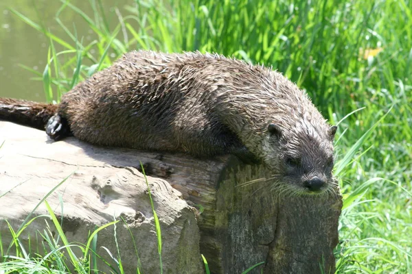 Een Otter Het Gras Zoek Naar Voedsel — Stockfoto