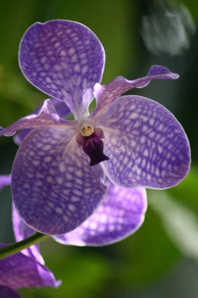 Detailní Záběr Krásné Modré Jednu Orchidej Květina — Stock fotografie