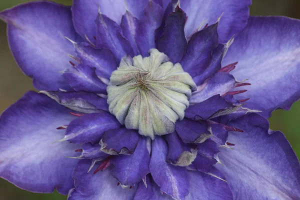 Närbild Blå Blommande Klematis Clematis — Stockfoto