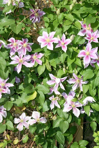 Pembe çiçekli bir klematitin yakın çekimi (Clematis) 