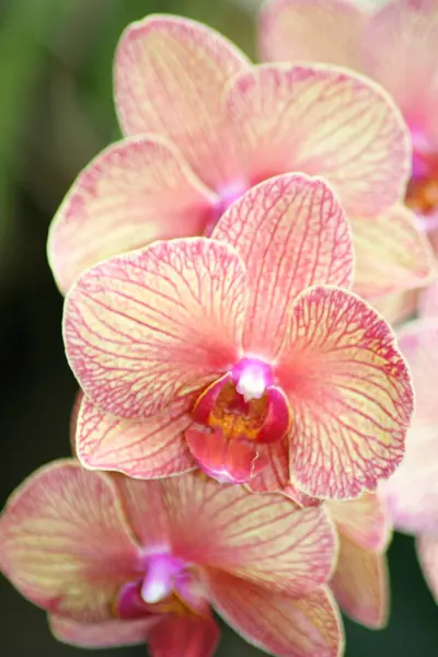 Zblízka Krásné Růžové Orchideje Kvetou — Stock fotografie
