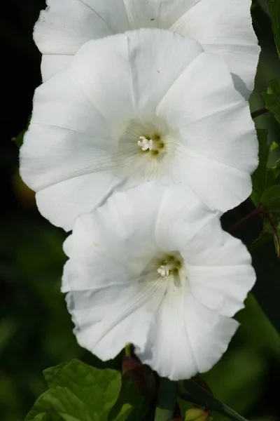 Τρία Λουλούδια Από Ένα Λευκό Πεδίο Στα Convolvulus Φύλλα Του — Φωτογραφία Αρχείου