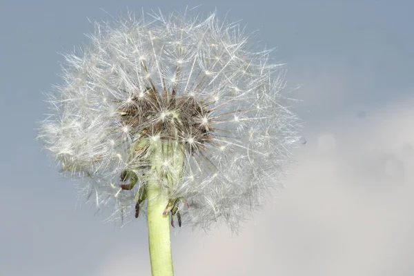 Nahaufnahme Eines Löwenzahns Mit Blauem Hintergrund — Stockfoto