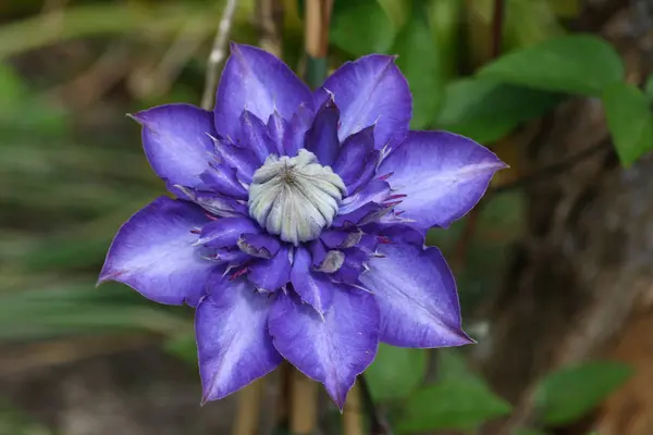 Nahaufnahme Einer Blau Blühenden Clematis Clematis — Stockfoto