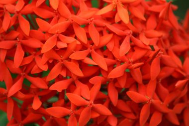 Dschungel Geranie orman sardunyası (Ixora coccinea)