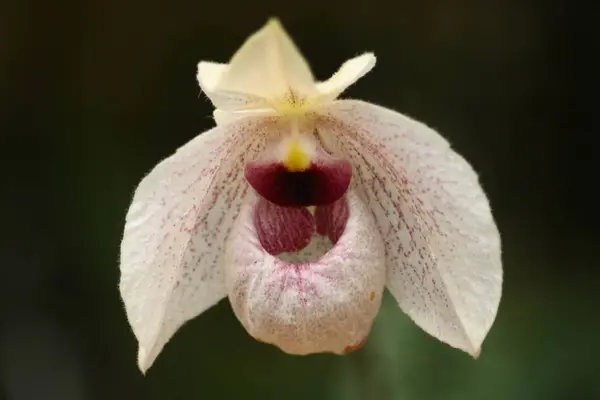 Die Bunte Blüte Ein Blattlausfresser Magische Laterne — Stockfoto