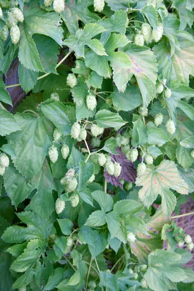 Okolíky Rostlin Chmele Humulus — Stock fotografie