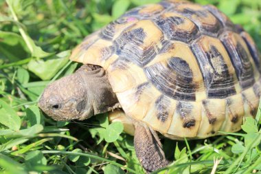 Hermann 'ın kaplumbağası (Testudo hermanni boettgeri)  