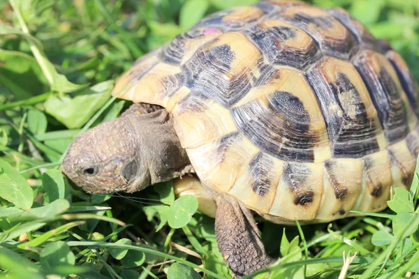 ヘルマンの亀（Testudo hermanni boettgeri）) — ストック写真