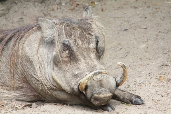 Warthog   (Phacochoerus africanus) — Stock Photo, Image