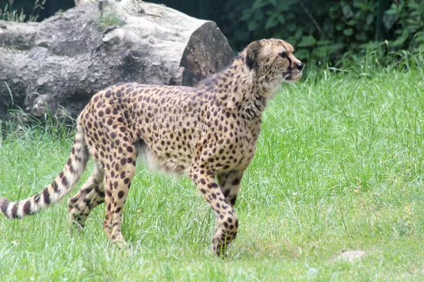 Guepardo (Acinonyx jubatus ) —  Fotos de Stock