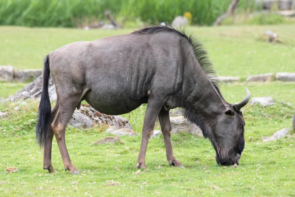 Wildebeest (Connochete ) — Foto Stock
