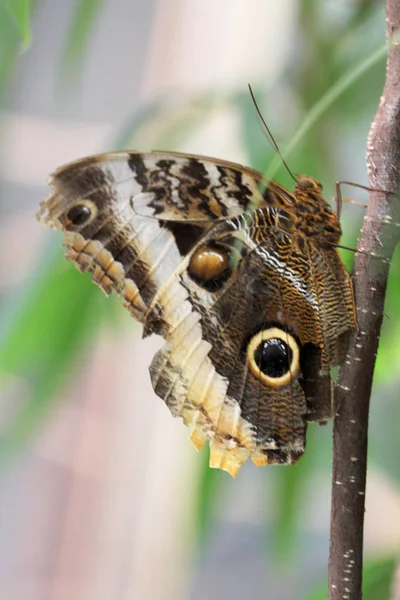 Búho gigante del bosque (Caligo eurilochus ) —  Fotos de Stock