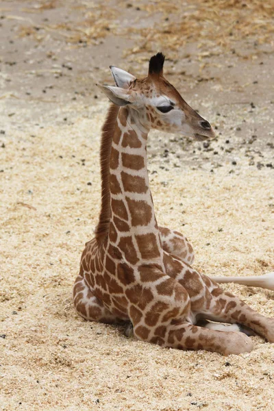 Giraffa (Giraffa camelopardalis ) — Foto Stock