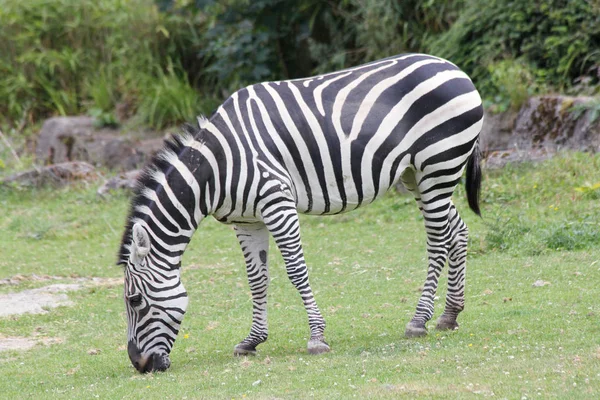 Plains Zebra  (Equus quagga) — Stock Photo, Image