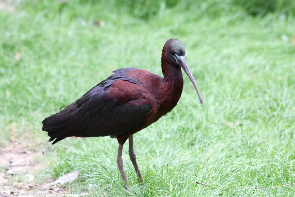 Cokelat glossy ibis (Plegadis falcinellus ) — Stok Foto