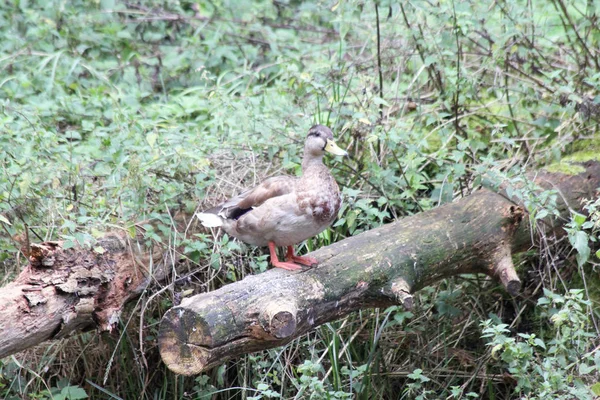 Mallard (Anas platyrhynchos)) — 图库照片