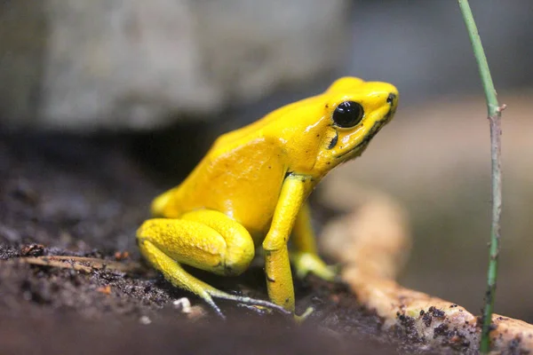 Terrible Grenouille Venimeuse Phyllobates Bilis Grenouille Venimeuse — Photo