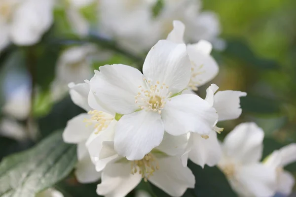 Une Fleur Blanche Quatre Pétales — Photo