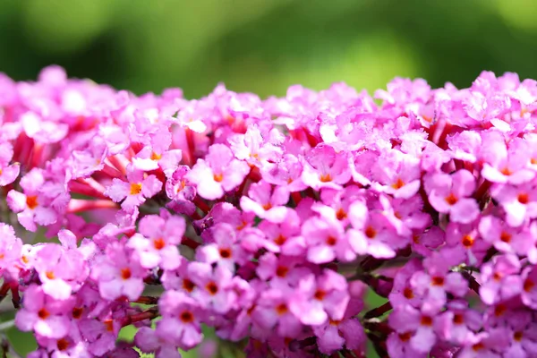 Соцветие Куста Бабочки Buddleja Davidii — стоковое фото