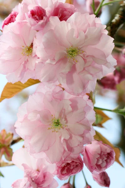 Szczegóły Ujęcia Różowej Kwitnącej Japońskiej Wiśni Ozdobnej Prunus Serrulata — Zdjęcie stockowe
