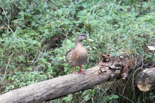 Ánade Real Hembra Anas Platyrhynchos Sentado Tronco Árbol —  Fotos de Stock