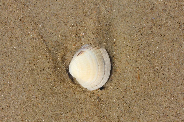 Von Meerwasser Umspülte Muschelschale Liegt Sand — Stockfoto