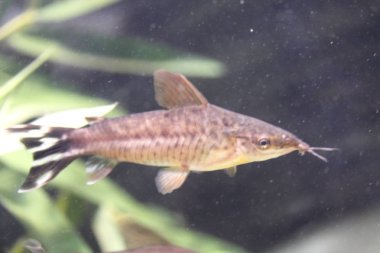 Flagtail yayın balığı (Dianema urostriatum) Brezilya 'nın sularından gelir.