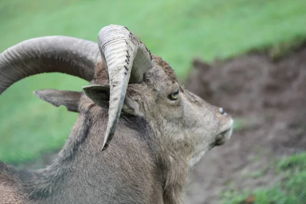 巴巴里羊 Barbary Sheep 缩写Ammotragus Lervia 是一种产于非洲北部的哺乳动物 — 图库照片