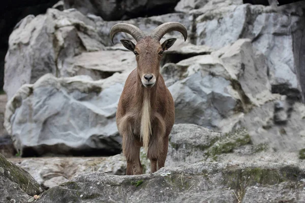 Pecora Barbara Ammotragus Lervia Una Specie Mammifero Nordafricana — Foto Stock