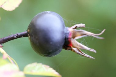 Henüz toplanmamış bir böğürtlen.